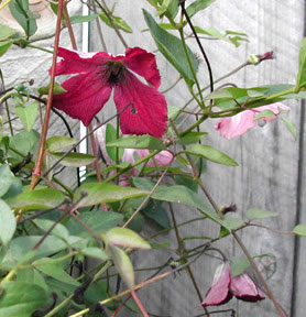 Clematis viticella Carmencita